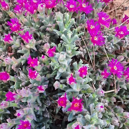 Lodge Campo Golden Heritage Off Grid Maella