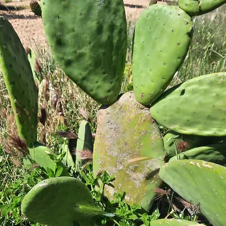 Lodge Campo Golden Heritage Off Grid Maella