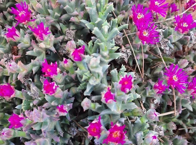 Lodge Campo Golden Heritage Off Grid Maella