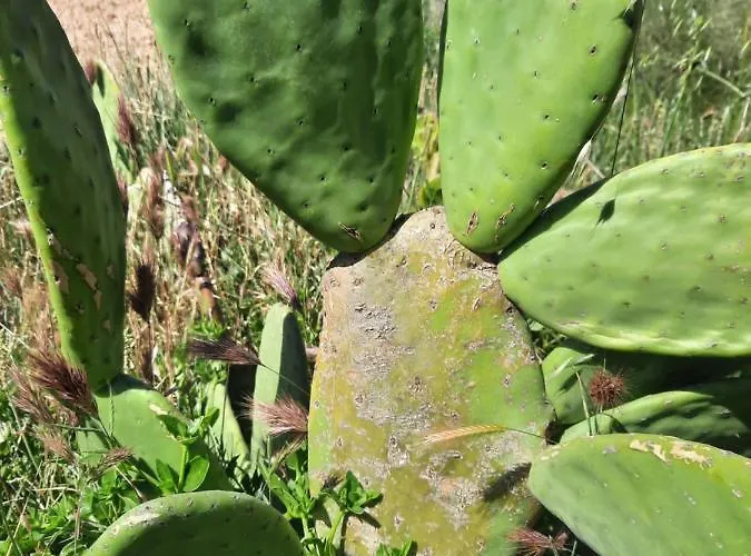 Lodge Campo Golden Heritage Off Grid Maella